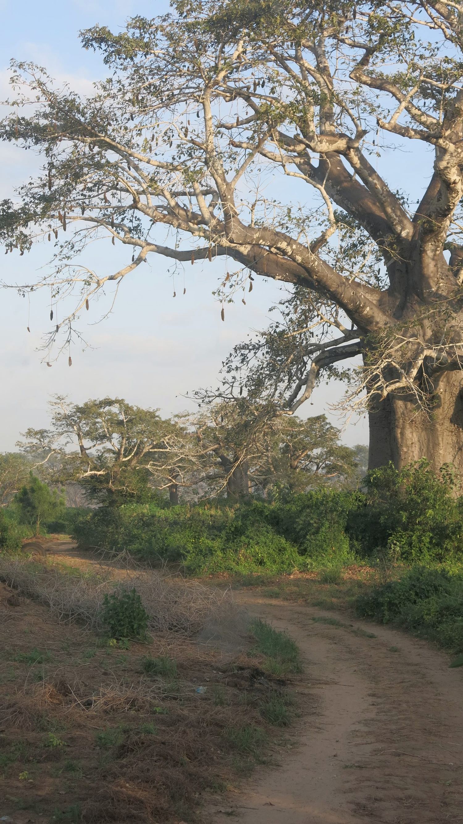 Baobá na comunidade do Camassa, Angola